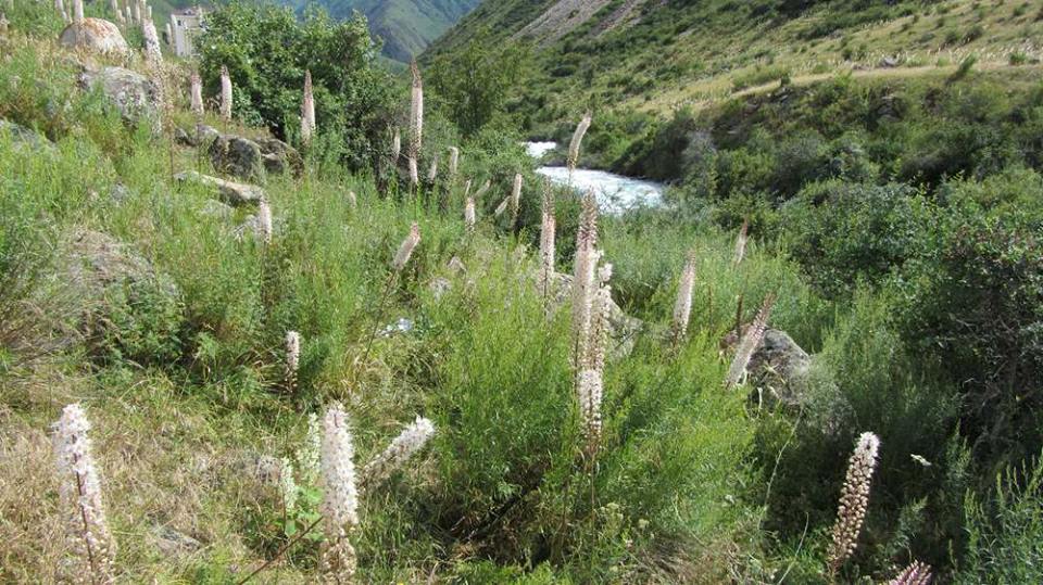 Alamedin National Park